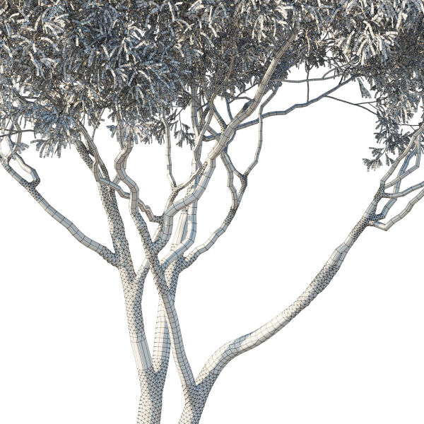 Eucalyptus Tree 07