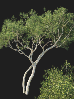 eucalyptus-tree-3d-model-1a8a435469