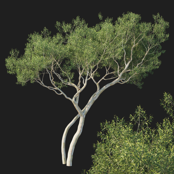 Eucalyptus Tree
