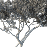 Eucalyptus Tree