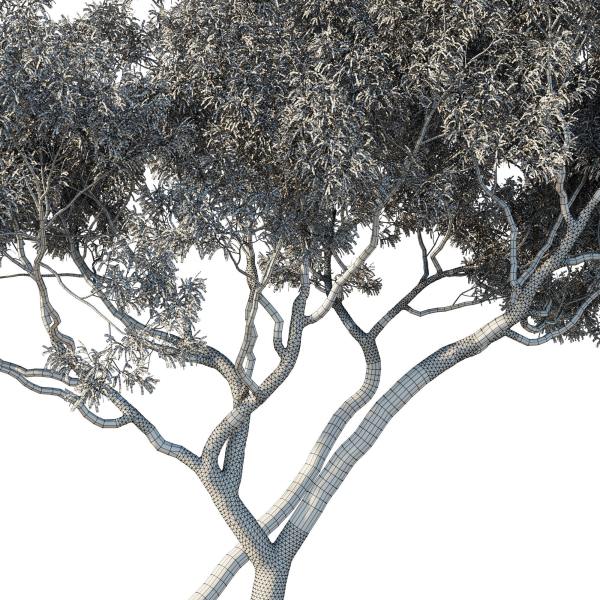 Eucalyptus Tree