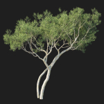 Eucalyptus Tree