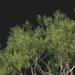 Eucalyptus Tree