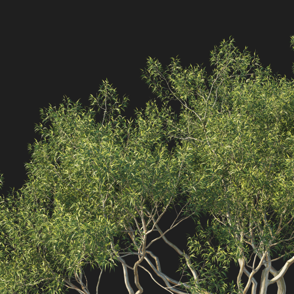 Eucalyptus Tree