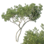 Eucalyptus Tree