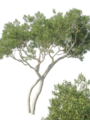 Eucalyptus Tree