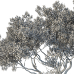 Eucalyptus Tree
