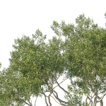 Eucalyptus Tree