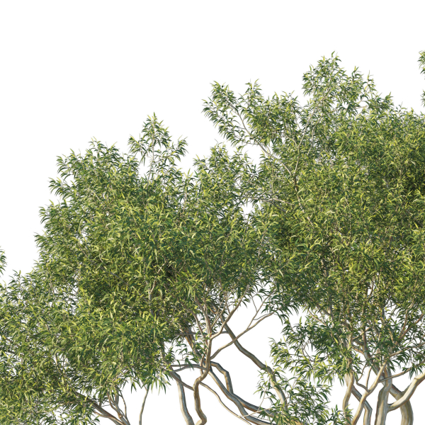 Eucalyptus Tree