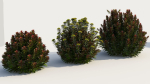 Euphorbia Blackbird a