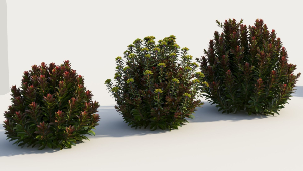 Euphorbia Blackbird a