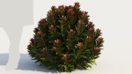 Euphorbia Blackbird a