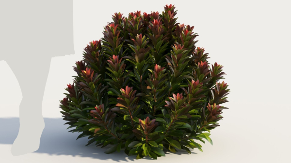 Euphorbia Blackbird a