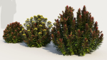 Euphorbia Blackbird a