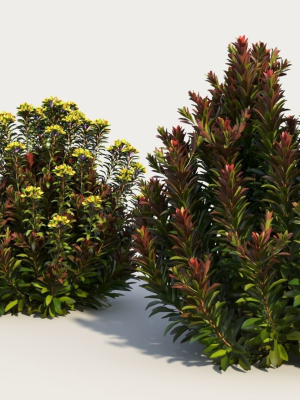 euphorbia-blackbird-a-3d-model-3d7eb475fb