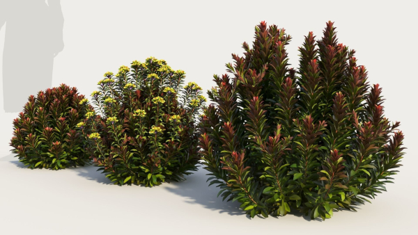 Euphorbia Blackbird a