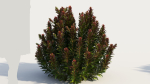 Euphorbia Blackbird a