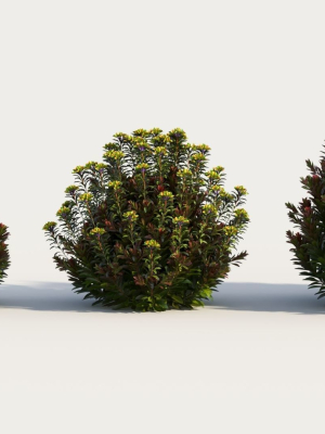 Euphorbia Blackbird a