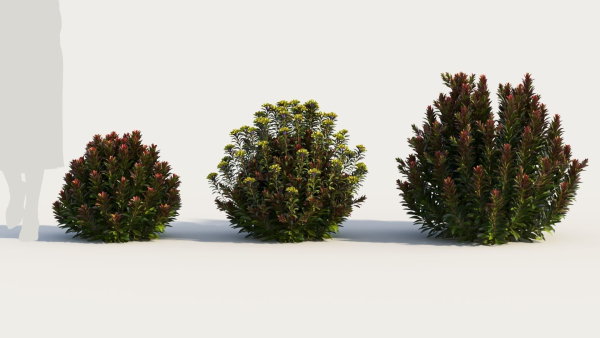Euphorbia Blackbird a