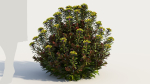 Euphorbia Blackbird a