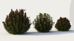 Euphorbia Blackbird a