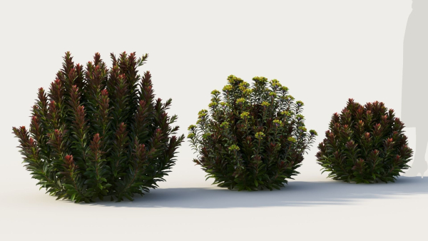 Euphorbia Blackbird a