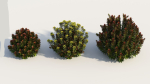 Euphorbia Blackbird a