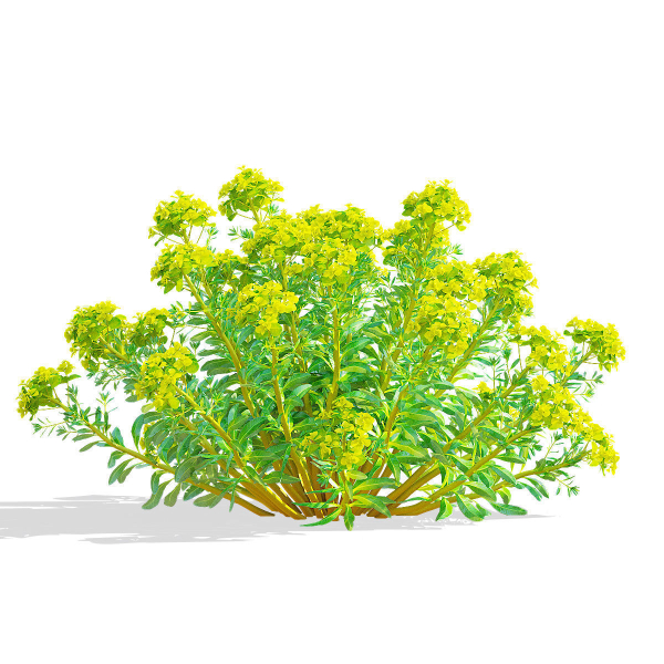 Euphorbia palustris flower