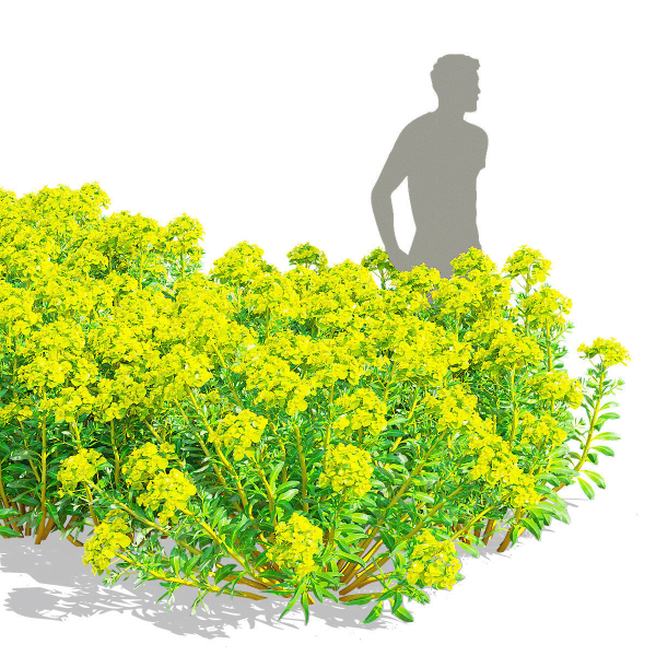 Euphorbia palustris flower