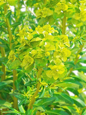 euphorbia-palustris-flower-3d-model-ca33f73693