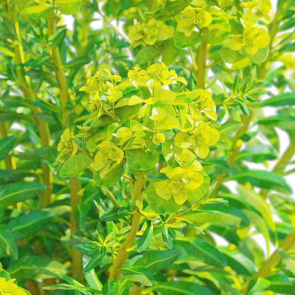 Euphorbia palustris flower