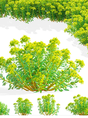 Euphorbia palustris flower