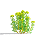 Euphorbia palustris flower