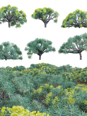 Euphorbia regis-jubae