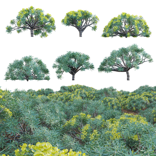 Euphorbia regis-jubae