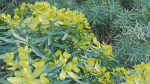 Euphorbia regis-jubae