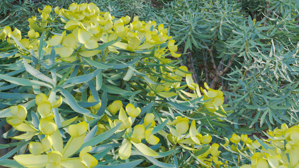 Euphorbia regis-jubae