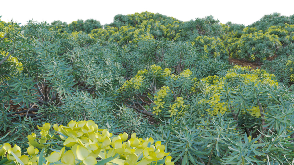 Euphorbia regis-jubae