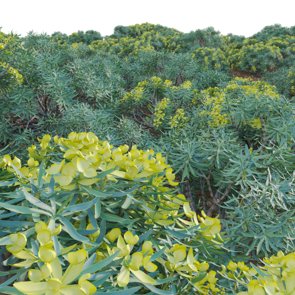 Euphorbia regis-jubae