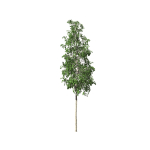 European Aspen tree