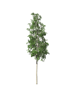 european-aspen-tree-3d-model-max-obj-fbx