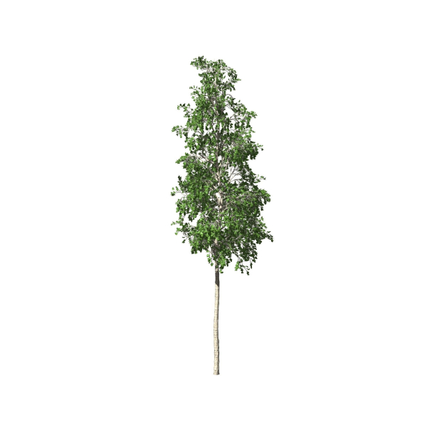 European Aspen tree