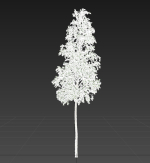 European Aspen tree