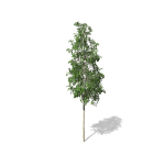 European Aspen tree