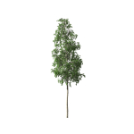 European Aspen tree