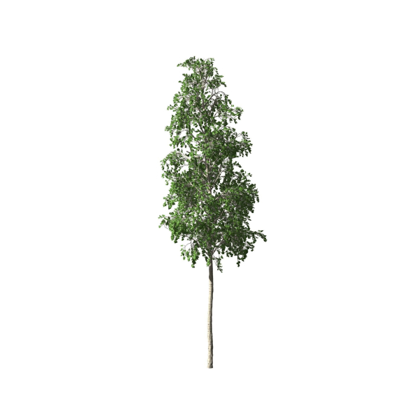 European Aspen tree