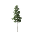 European Aspen tree