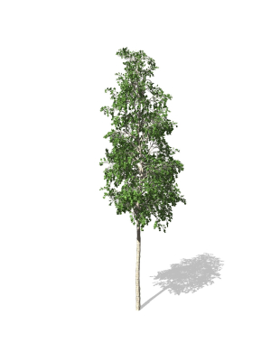 European Aspen tree