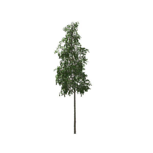 European Aspen tree