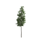European Aspen tree